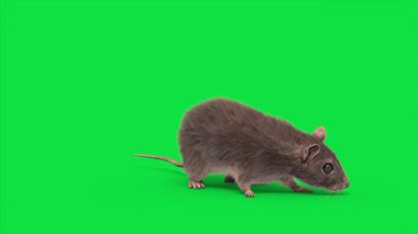 Yeşil Ekran Faresi gerçek kürk Yeme Döngüsü Hayvanlar 3D Canlandırma CGI 4K