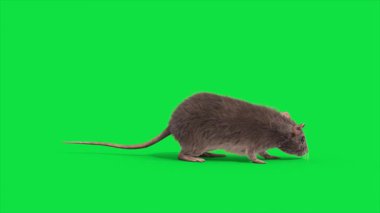 Yeşil Ekran Faresi gerçek kürk Yana Döngü Hayvanlar 3D Canlandırma CGI 4K