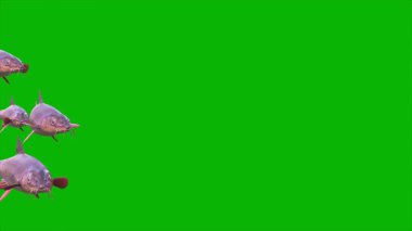 Yeşil Ekran Bıyıklı Balıklar Grubu CGI 4K 'yi yasaklayan 3D Hayvanları Yüzüyor