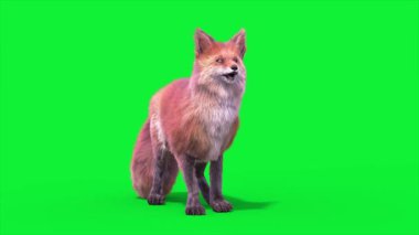Red Fox Boşta Döngü 3D Canlandırma Hayvanlar Gerçek FUR CGI 4K