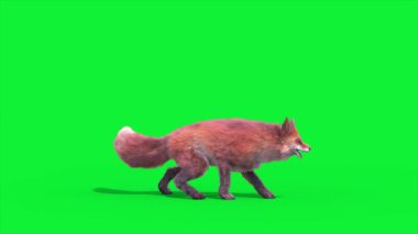 Red Fox Saldırıları Yan Döngü 3D Canlandırma Hayvanlar Gerçek FUR CGI 4K