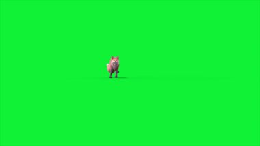 Kızıl Tilki 3D Önde Çalışıyor Hayvanlar Canlandırılıyor Gerçek FUR CGI 4K