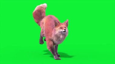 Red Fox Runcycle Front 3D Canlandırma Animasyonları Gerçek FUR CGI 4K