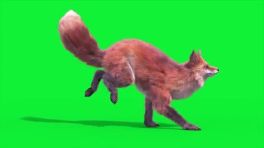 Red Fox Runcycle Yan Döngü 3D Canlandırma Hayvanlar Gerçek FUR CGI 4K
