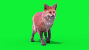 Red Fox Yürüme Önü Döngüsü 3D Canlandırma Hayvanlar Gerçek FUR CGI 4K