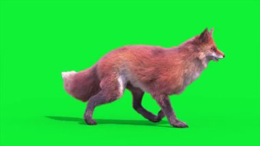 Red Fox Yürüyüş Yan Döngüsü 3D Canlandırma Hayvanlar Gerçek FUR CGI 4K