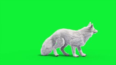 Kuzey Kutbu Tilkisi Ölüm Tarafı 3D Canlandırma Hayvanlar Gerçek FUR CGI 4K