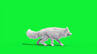 Kuzey Kutup Tilkisi Saldırıları Yan Döngü 3D Canlandırma Hayvanlar Gerçek FUR CGI 4K