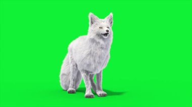 Kuzey Kutbu Tilki Boşta Döngü 3D Canlandırma Hayvanlar Gerçek FUR CGI 4K