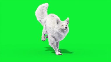 Kuzey Kutbu Tilki Önü Döngüsü 3D Canlandırma Hayvanı Gerçek FUR CGI 4K