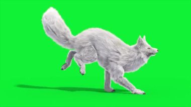Kuzey Kutbu Tilki Döngüsü 3 boyutlu Canlandırma Animasyonları Gerçek FUR CGI 4K