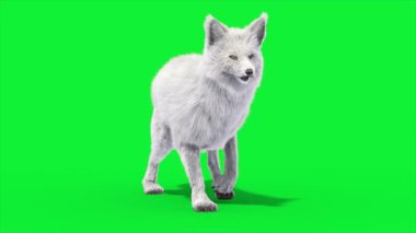 Kuzey Kutbu Tilki Yürüyüşü Önü Döngü 3D Canlandırma Hayvanlar Gerçek FUR CGI 4K