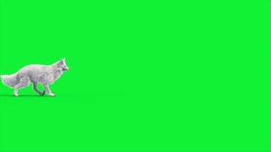Kuzey Kutbu Tilkisi 3D Yana Yürüyor Hayvanlar Canlandırılıyor Gerçek FUR CGI 4K