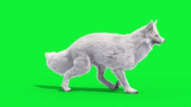 Kuzey Kutup Tilkisi Yürüme Yan Döngüsü 3D Canlandırma Hayvanı Gerçek FUR CGI 4K
