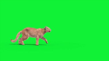 Cougar Attacks Döngü Kenarı 3D Canlandırma Hayvanlar Gerçek FUR CGI 4K