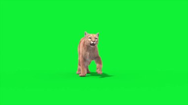 Puma Saldırıları 3D Canlandırma Hayvanlar Gerçek FUR CGI 4K