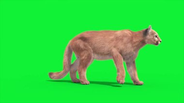 Cougar Die Side 3D Canlandırma Hayvanlar Gerçek FUR CGI 4K