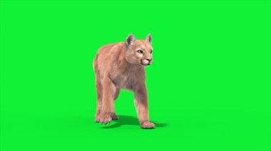 Cougar Die Front 3D Canlandırma Hayvanlar Gerçek FUR CGI 4K