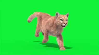 Cougar Ön Döngü 3D Canlandırma Hayvanlar Gerçek FUR CGI 4K