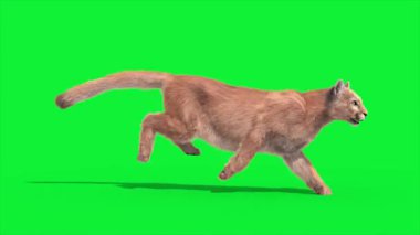 Cougar Runcycle Yan Döngü 3D Canlandırma Hayvanlar Gerçek FUR CGI 4K