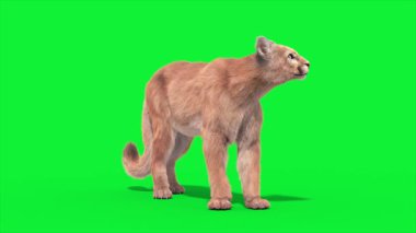Cougar Boşta Döngü 3D Canlandırma Hayvanlar Gerçek FUR CGI 4K