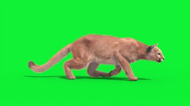 Cougar Sneak Side Loop 3D Canlandırma Hayvanlar Gerçek FUR CGI 4K