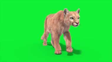 Cougar Yürüyüş Önü Döngü 3D Canlandırma Hayvanlar Gerçek FUR CGI 4K