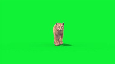 Cougar Yürüyüşü 3D Canlandırma Hayvanlar Gerçek FUR CGI 4K