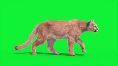 Cougar Yürüyüş Yan Döngüsü 3D Canlandırma Hayvanlar Gerçek FUR CGI 4K