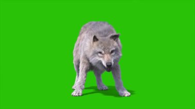 Yeşil Ekran Kızgın Kereste Kurt 3D Canlandırma Hayvanlar CGI 4K