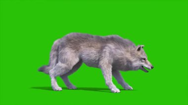 Yeşil Ekran Kızgın Kereste Kurt Tarafı 3D Canlandırma Hayvanlar CGI 4K