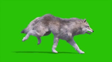 Yeşil Ekran Kereste Kurt Döngü Kenarı 3D Canlandırma Hayvanı 4K