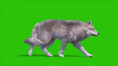 Yeşil Ekran Kereste Kurt Yürüme Döngüsü 3 boyutlu Canlandırma Hayvanı 4K