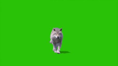 Yeşil Ekran Kereste Kurt Önde Yürür 3D Canlandırma Hayvanlar CGI 4K