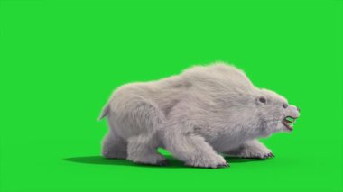 Canavarımsı Kutup Ayısı Yeşil Ekran Ölüm Tarafı 3D Canlandırma CGI Hayvanlar 4K