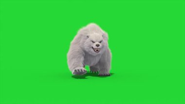 Canavarımsı Kutup Ayısı Yeşil Ekran Önünde Yürür 3D Canlandırma CGI Hayvanlar 4K