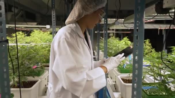 Scientist Test Cannabis Product Curative Indoor Cannabis Farm Scientific Equipment — Stock Video