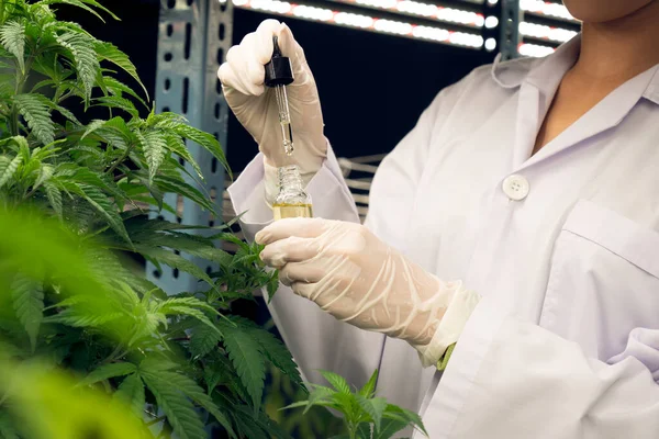 Closeup Bevredigende Cannabisplant Curatieve Indoor Cannabiskwekerij Wetenschapper Inspecteert Cbd Olie — Stockfoto