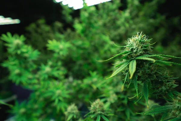 Gros Plan Une Plante Cannabis Avec Bourgeon Plantes Cannabis Légales — Photo