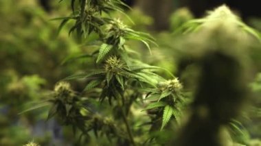 Cannabis plant in curative cannabis weed farm for medical cannabis product . The indoor agriculture farm provide high quality medicinal cannabis production for health care and medicine uses .