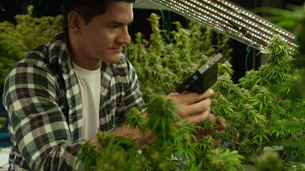 Cannabis Farmer Use Microscope Analyze Cbd Curative Cannabis Farm Harvesting — стоковое фото