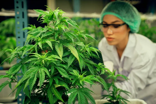 Científica Con Gorra Eliminación Sosteniendo Portátil Inspeccionando Plantas Cannabis Gratificantes — Foto de Stock