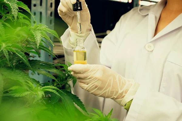 Closeup Gratifying Cannabis Plant Curative Indoor Cannabis Farm Scientist Inspecting — Stock Photo, Image