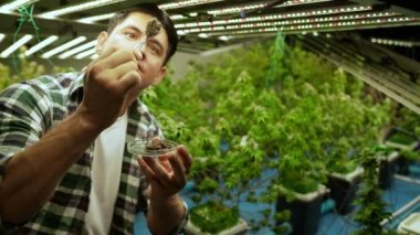 Marijuana farmer tests marijuana buds in curative marijuana farm before harvesting to produce marijuana products