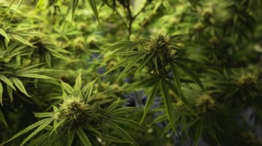 Tıbbi kenevir ürünleri için kenevir tarlasında esrar bitkisi. Kapalı tarım çiftliği, sağlık ve ilaç kullanımları için yüksek kaliteli tıbbi esrar üretimi sunmaktadır. .