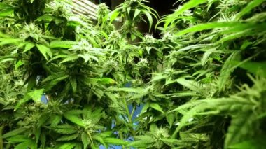 Tıbbi kenevir ürünleri için kenevir tarlasında esrar bitkisi. Kapalı tarım çiftliği, sağlık ve ilaç kullanımları için yüksek kaliteli tıbbi esrar üretimi sunmaktadır. .