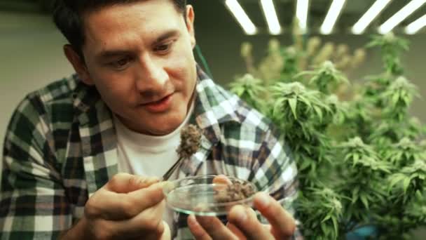 Marijuana Farmer Tests Marijuana Buds Curative Marijuana Farm Harvesting Produce — стоковое видео