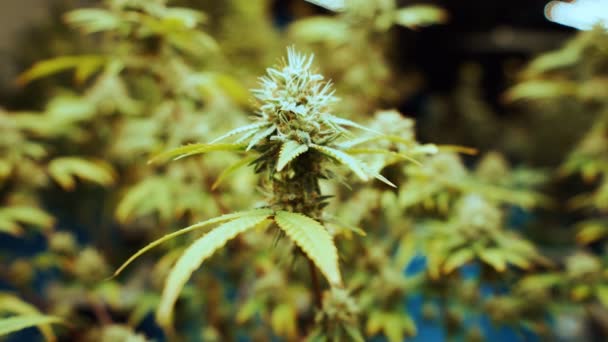 Cannabis Plant Curative Cannabis Weed Farm Medical Cannabis Product Indoor — Αρχείο Βίντεο