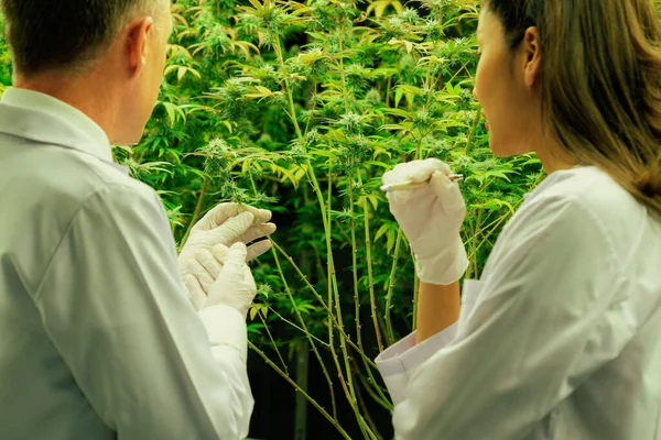 Dois Cientistas Discutem Sobre Plantas Cannabis Gratificantes Uma Estufa Curativa — Fotografia de Stock