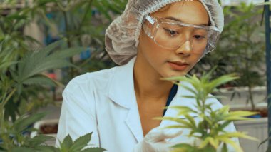 Scientist test cannabis product in curative indoor cannabis farm with scientific equipment before harvesting to produce cannabis products